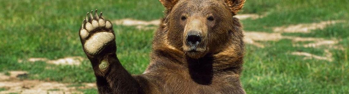 Изображение - «Медведи» были нужны рынку криптовалют