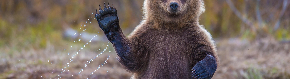 Изображение - Медвежий рынок Bitcoin на фоне всеобщего оптимизма